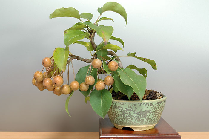 ナシ-J・スズナシ（なし・すずなし・鈴梨）実もの盆栽の販売と育て方・作り方・Pyrus pyrifolia var. culta bonsai