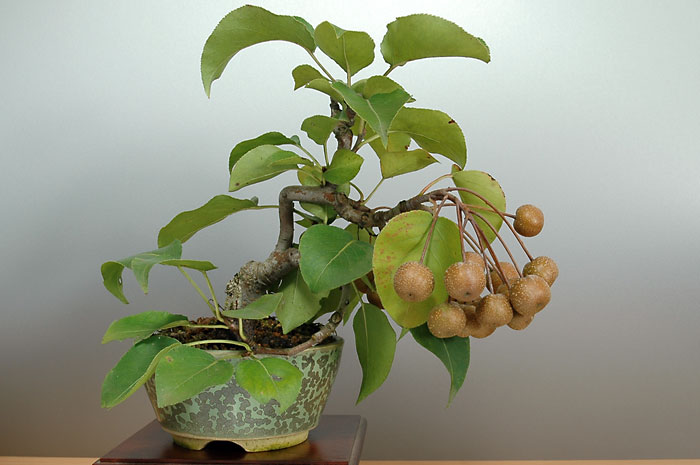 ナシ-J・スズナシ（なし・すずなし・鈴梨）実もの盆栽を裏側から見た景色・Pyrus pyrifolia var. culta bonsai