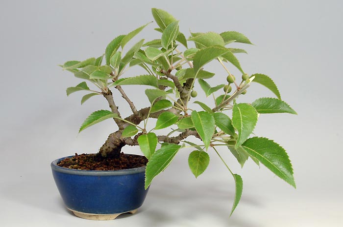 ナシK-1・マンシュウコナシ（なし・まんしゅうこなし・満州小梨）実もの盆栽の販売と育て方・作り方・Pyrus pyrifolia var. culta bonsai bonsai