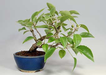 ナシ-K・マンシュウコナシ（なし・まんしゅうこなし・梨）盆栽の樹作りの参考樹形・Pyrus pyrifolia var.culta Best bonsai