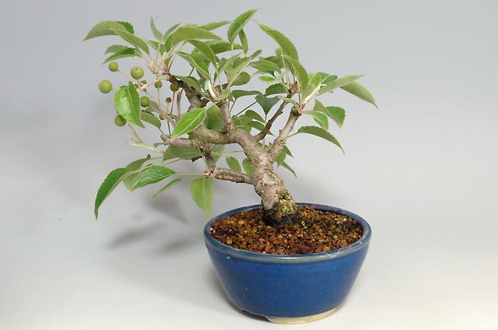 ナシK-1・マンシュウコナシ（なし・まんしゅうこなし・満州小梨）実もの盆栽を左側から見た景色・Pyrus pyrifolia var. culta bonsai bonsai