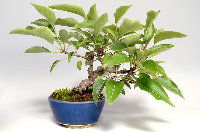 ナシK・マンシュウコナシ（なし・まんしゅうこなし・満州小梨）実もの盆栽の販売と育て方・作り方・Pyrus pyrifolia var. culta bonsai bonsai