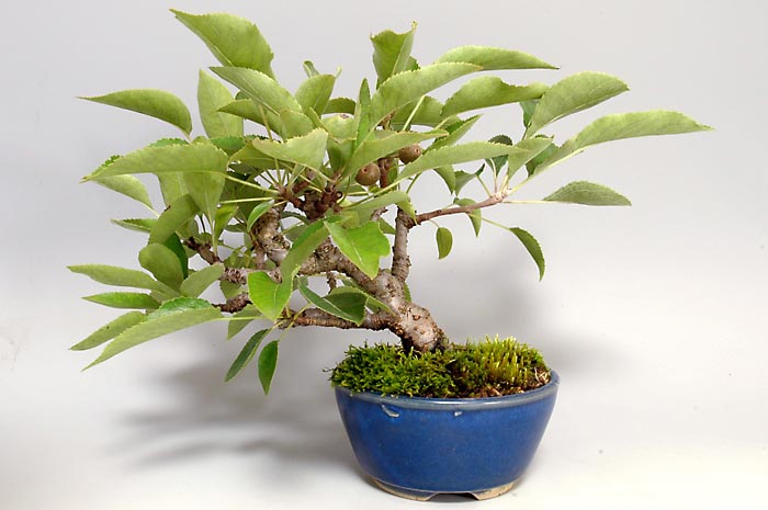 ナシK・マンシュウコナシ（なし・まんしゅうこなし・満州小梨）実もの盆栽を裏側から見た景色・Pyrus pyrifolia var. culta bonsai bonsai