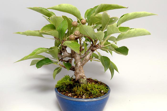 ナシK・マンシュウコナシ（なし・まんしゅうこなし・満州小梨）実もの盆栽を左側から見た景色・Pyrus pyrifolia var. culta bonsai bonsai