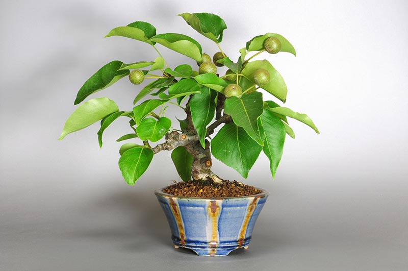 アイナシL・ナシ（なし・あいなし・梨）実もの盆栽の販売と育て方・作り方・Pyrus pyrifolia var. culta bonsai bonsai