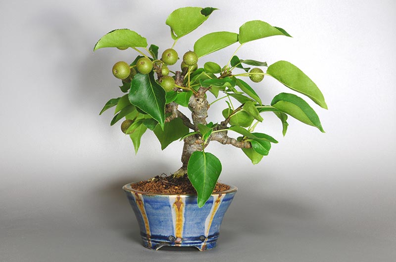 アイナシL・ナシ（なし・あいなし・梨）実もの盆栽を裏側から見た景色・Pyrus pyrifolia var. culta bonsai bonsai