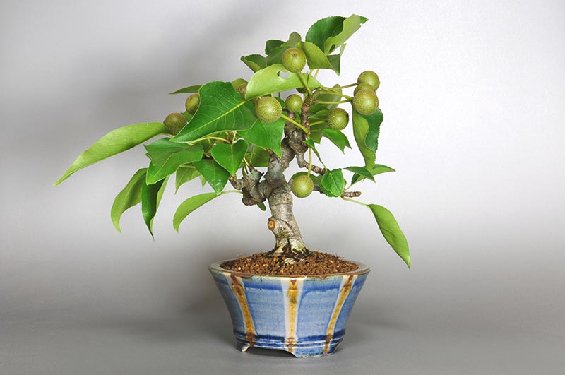 アイナシL・ナシ（なし・あいなし・梨）実もの盆栽を右側から見た景色・Pyrus pyrifolia var. culta bonsai bonsai