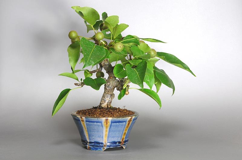 アイナシL・ナシ（なし・あいなし・梨）実もの盆栽を左側から見た景色・Pyrus pyrifolia var. culta bonsai bonsai