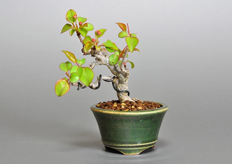 マメナシM・ナシ（なし・まめなし・梨）実もの盆栽の販売と育て方・作り方・Pyrus pyrifolia var. culta bonsai bonsai