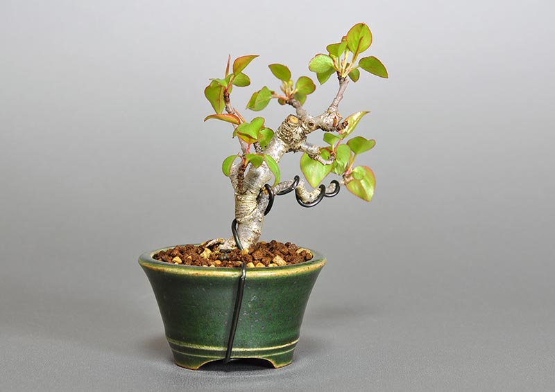 マメナシM・ナシ（なし・まめなし・梨）実もの盆栽を裏側から見た景色・Pyrus pyrifolia var. culta bonsai bonsai