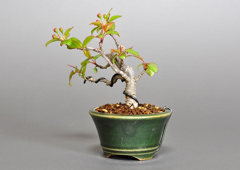 マメナシM・ナシ（なし・まめなし・梨）実もの盆栽を右側から見た景色・Pyrus pyrifolia var. culta bonsai bonsai