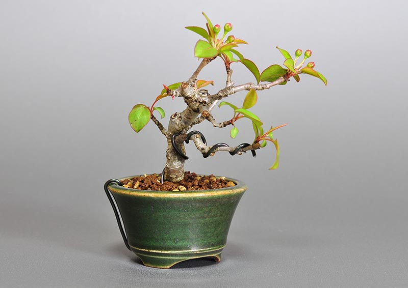 マメナシM・ナシ（なし・まめなし・梨）実もの盆栽を左側から見た景色・Pyrus pyrifolia var. culta bonsai bonsai