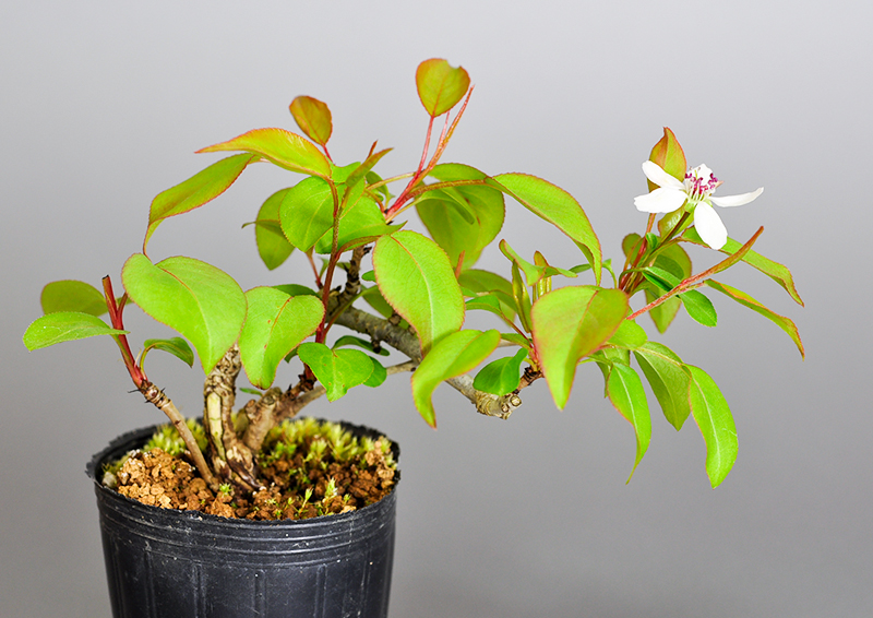マメナシN・ナシ（なし・まめなし・豆梨）実もの盆栽の販売と育て方・作り方・Pyrus pyrifolia var. culta bonsai bonsai