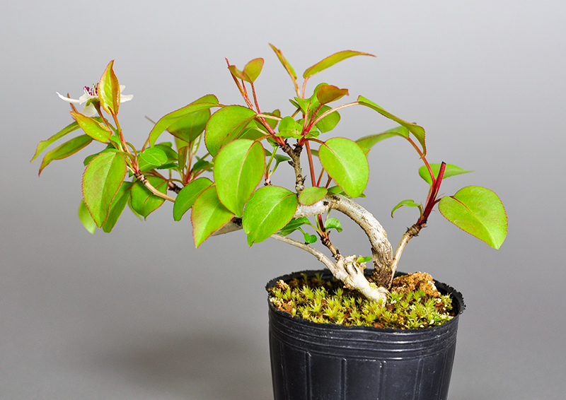 マメナシN・ナシ（なし・まめなし・豆梨）実もの盆栽を裏側から見た景色・Pyrus pyrifolia var. culta bonsai bonsai