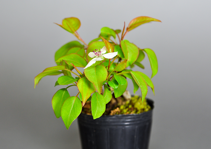 マメナシN・ナシ（なし・まめなし・豆梨）実もの盆栽を右側から見た景色・Pyrus pyrifolia var. culta bonsai bonsai