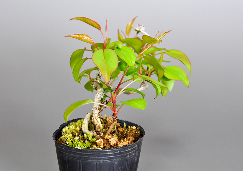 マメナシN・ナシ（なし・まめなし・豆梨）実もの盆栽を左側から見た景色・Pyrus pyrifolia var. culta bonsai bonsai