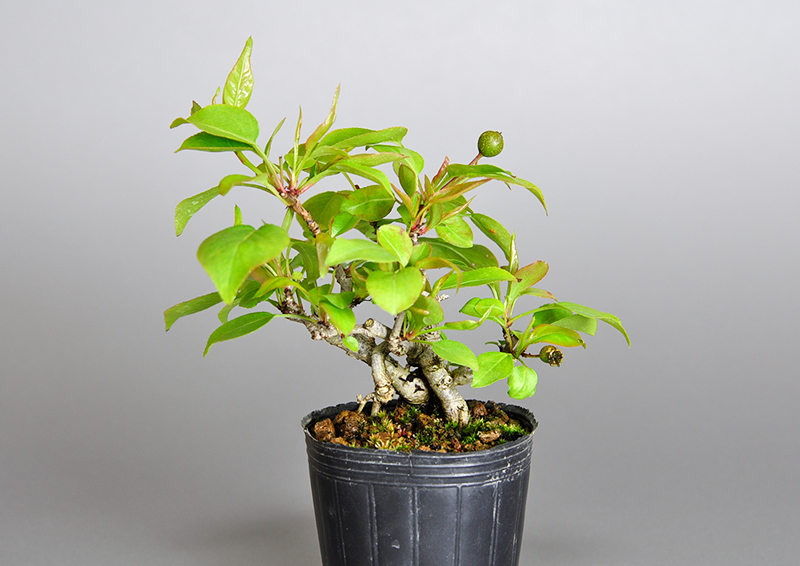 マメナシO・ナシ（なし・まめなし・豆梨）実もの盆栽の販売と育て方・作り方・Pyrus pyrifolia var. culta bonsai bonsai