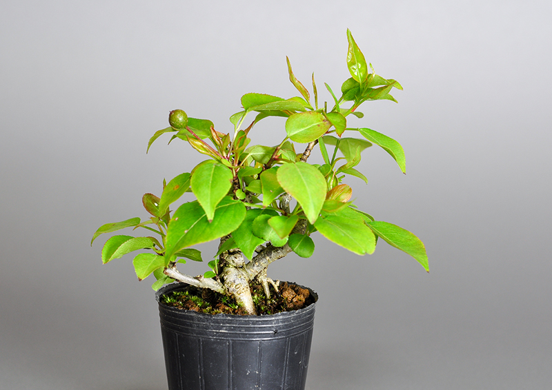 マメナシO・ナシ（なし・まめなし・豆梨）実もの盆栽を裏側から見た景色・Pyrus pyrifolia var. culta bonsai bonsai