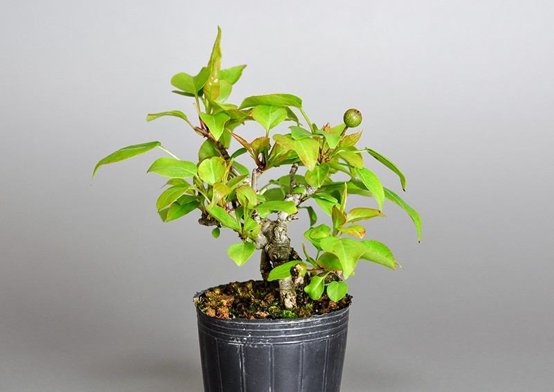 マメナシO・ナシ（なし・まめなし・豆梨）実もの盆栽を右側から見た景色・Pyrus pyrifolia var. culta bonsai bonsai