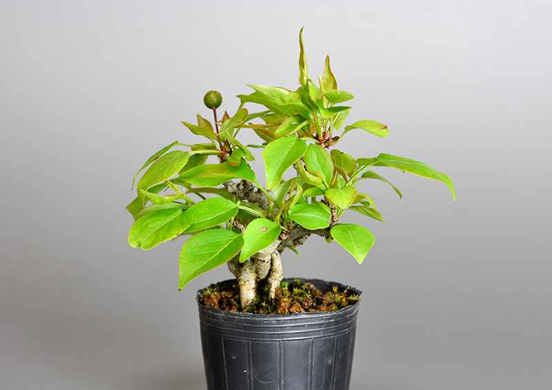 マメナシO・ナシ（なし・まめなし・豆梨）実もの盆栽を左側から見た景色・Pyrus pyrifolia var. culta bonsai bonsai