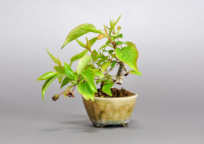 マメナシP・ナシ（なし・まめなし・豆梨）実もの盆栽を右側から見た景色・Pyrus pyrifolia var. culta bonsai bonsai