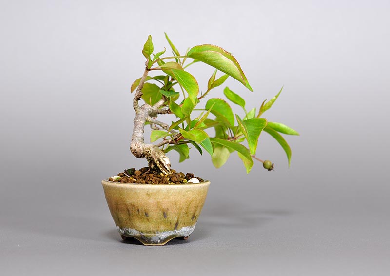 マメナシP・ナシ（なし・まめなし・豆梨）実もの盆栽を左側から見た景色・Pyrus pyrifolia var. culta bonsai bonsai