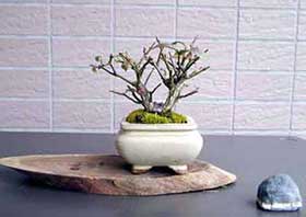 ニシキギA（にしきぎ・錦木）実もの盆栽の成長記録-1・Euonymus alatus bonsai
