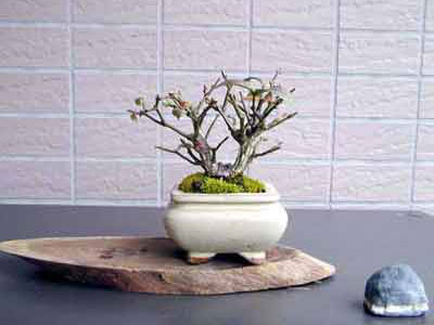 ニシキギA-1（にしきぎ・錦木）実もの盆栽の販売と育て方・作り方・Euonymus alatus bonsai