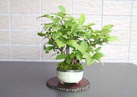 ニシキギA（にしきぎ・錦木）実もの盆栽の成長記録-2・Euonymus alatus bonsai