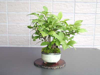 ニシキギA-2（にしきぎ・錦木）実もの盆栽の販売と育て方・作り方・Euonymus alatus bonsai