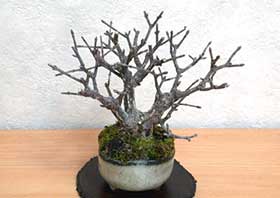 ニシキギA（にしきぎ・錦木）実もの盆栽の成長記録-3・Euonymus alatus bonsai
