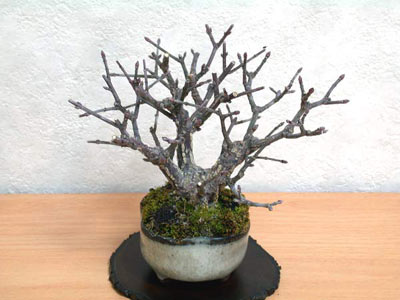 ニシキギA-3（にしきぎ・錦木）実もの盆栽の販売と育て方・作り方・Euonymus alatus bonsai
