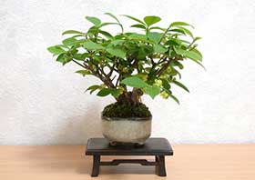 ニシキギA（にしきぎ・錦木）実もの盆栽の成長記録-4・Euonymus alatus bonsai