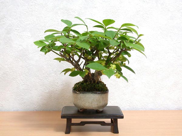 ニシキギA-4（にしきぎ・錦木）実もの盆栽の販売と育て方・作り方・Euonymus alatus bonsai