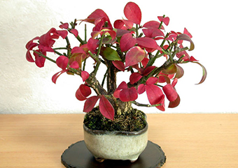 ニシキギ-A（にしきぎ・錦木）盆栽の樹作りの参考樹形・Euonymus alatus Best bonsai