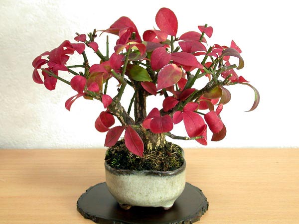 ニシキギA（にしきぎ・錦木）実もの盆栽の販売と育て方・作り方・Euonymus alatus bonsai
