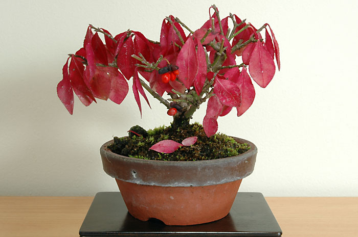 ニシキギ-B（にしきぎ・錦木）錦木の販売と育て方・作り方・Euonymus alatus bonsai