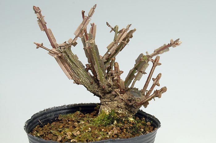 ニシキギC（にしきぎ・錦木）実もの盆栽の販売と育て方・作り方・Euonymus alatus bonsai