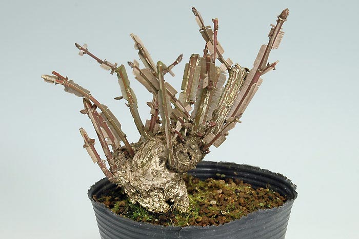 ミニ盆栽・ニシキギC（にしきぎ・錦木）実もの盆栽を裏側から見た景色・Euonymus alatus bonsai