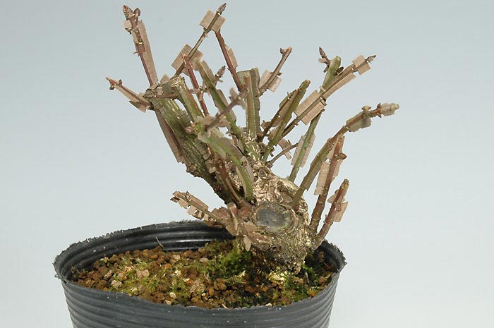 ミニ盆栽・ニシキギC（にしきぎ・錦木）実もの盆栽を右側から見た景色・Euonymus alatus bonsai