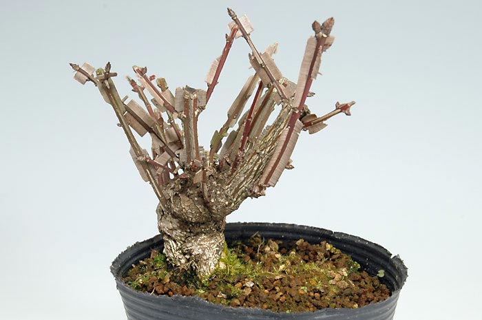 ミニ盆栽・ニシキギC（にしきぎ・錦木）実もの盆栽を左側から見た景色・Euonymus alatus bonsai