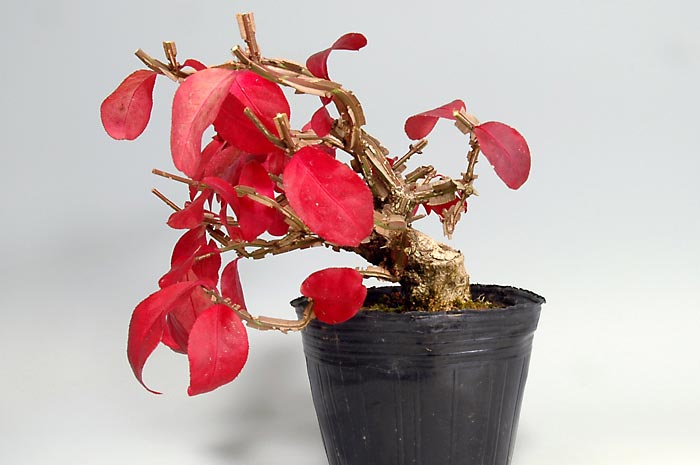 ニシキギ-N-1（にしきぎ・錦木）錦木の販売と育て方・作り方・Euonymus alatus bonsai