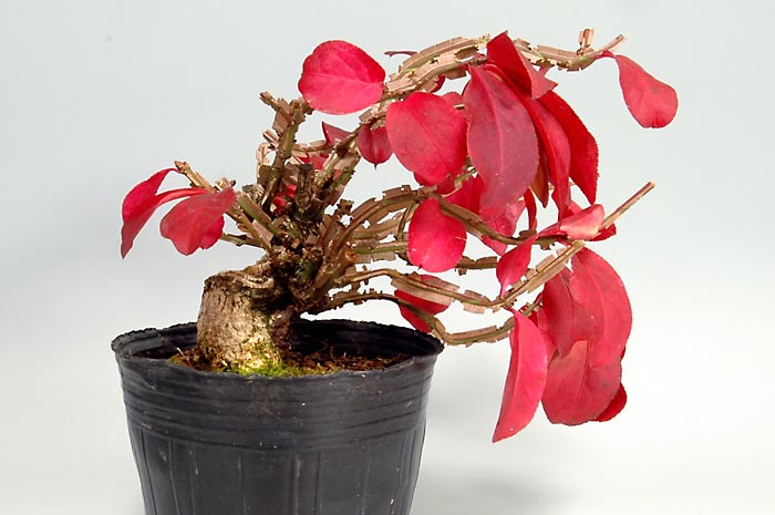 ニシキギ-N-1（にしきぎ・錦木）実ものを裏側から見た景色・Euonymus alatus bonsai