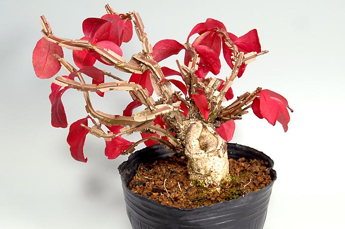 ニシキギ-N-1（にしきぎ・錦木）実ものを右側から見た景色・Euonymus alatus bonsai