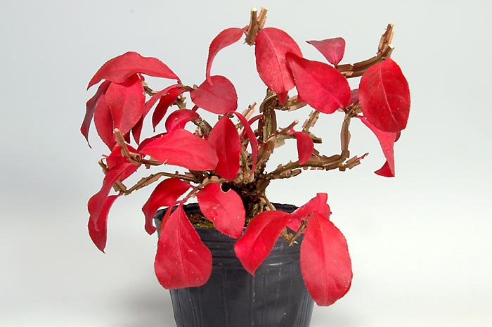 ニシキギ-N-1（にしきぎ・錦木）実ものを左側から見た景色・Euonymus alatus bonsai