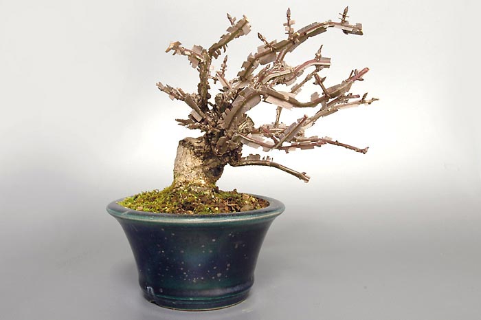 ニシキギ-N-2(にしきぎ・錦木)錦木の販売と育て方・作り方・Euonymus alatus bonsai
