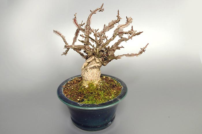 ニシキギ-N-2(にしきぎ・錦木)実ものを左側から見た景色・Euonymus alatus bonsai