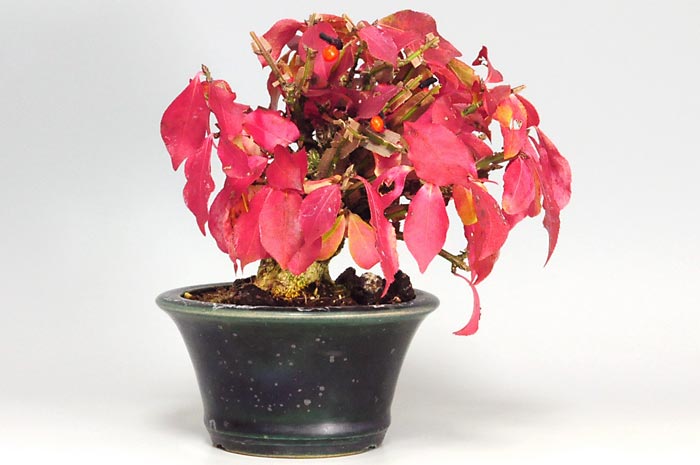 ニシキギ-N-3(にしきぎ・錦木)錦木の販売と育て方・作り方・Euonymus alatus bonsai