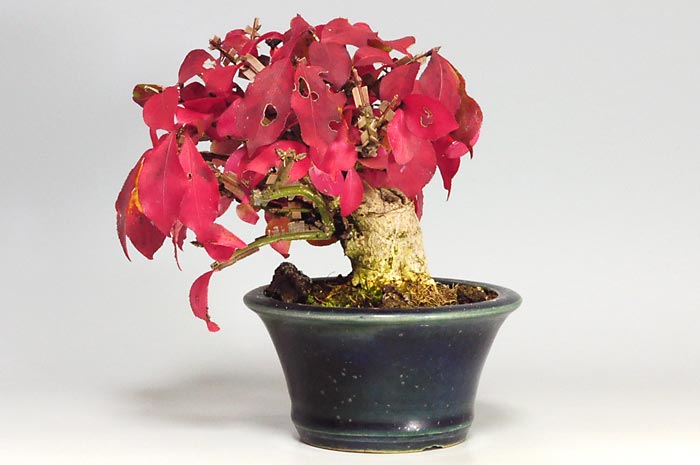 ニシキギ-N-3(にしきぎ・錦木)実ものを裏側から見た景色・Euonymus alatus bonsai