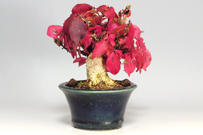 ニシキギ-N-3（にしきぎ・錦木）実ものを左側から見た景色・Euonymus alatus bonsai